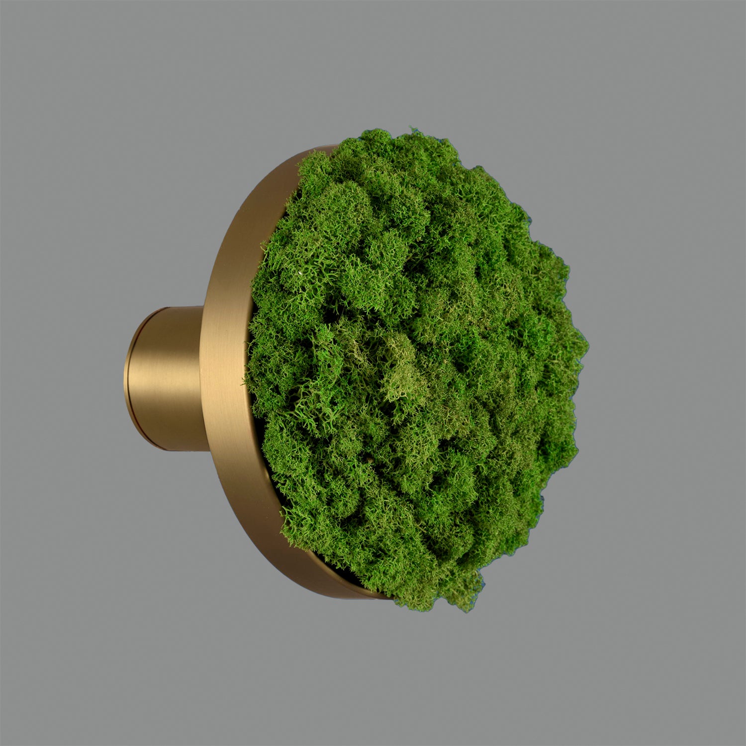 Chamaleon Wall Lamp